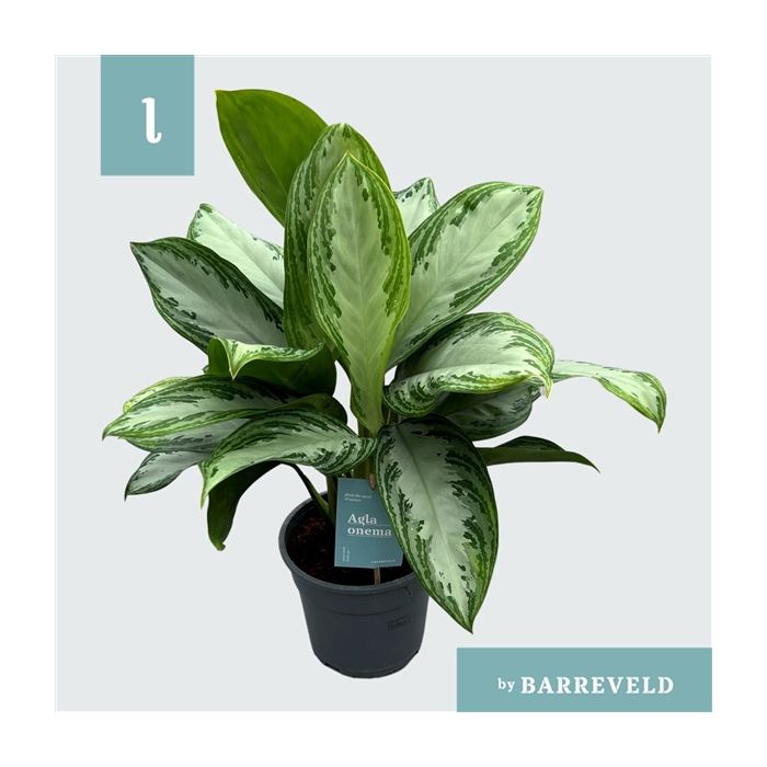 <h4>Green Agla 'Silver Bay' (Aglaonema)</h4>
