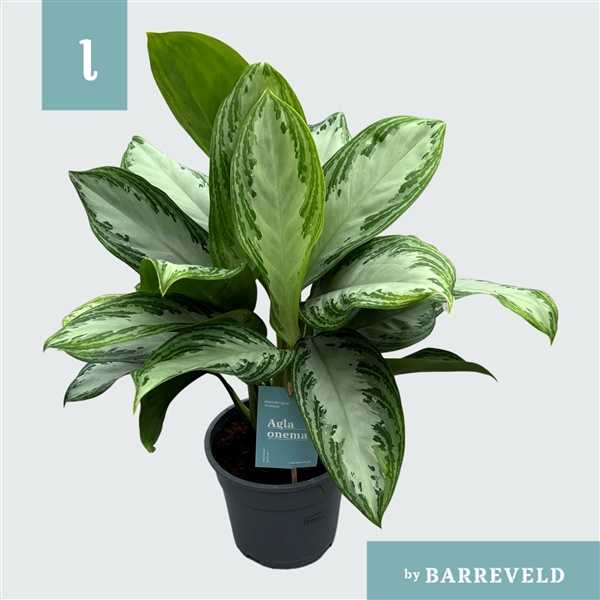 Green Agla 'Silver Bay' (Aglaonema)