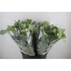 Euca Populus Short150gr P Bunch
