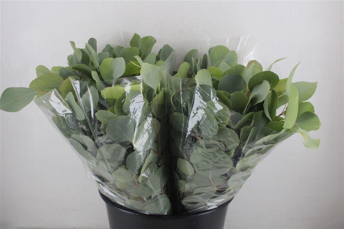 <h4>Euca Populus Short150gr P Bunch</h4>