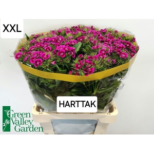 DI BARB WILL MAG BIC