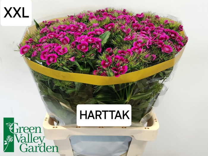 <h4>DI BARB WILL MAG BIC</h4>