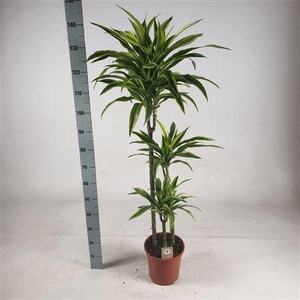 Dra De Lemon Lime 90-60-30 Cm