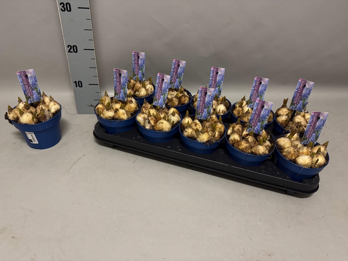 <h4>MUSCAR ATLANTIC</h4>