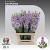 Matthiola Iron Marine