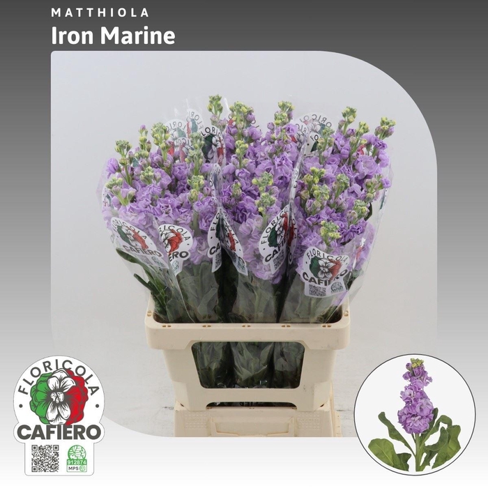 <h4>Matthiola Iron Marine</h4>