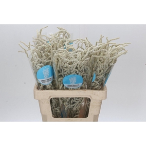 Amaranthus Yearming Desert