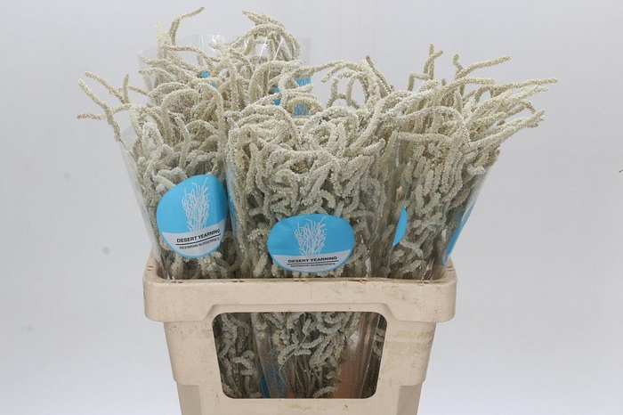 <h4>Amaranthus Yearming Desert</h4>