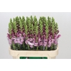 Antirrhinum Potomac Lavender