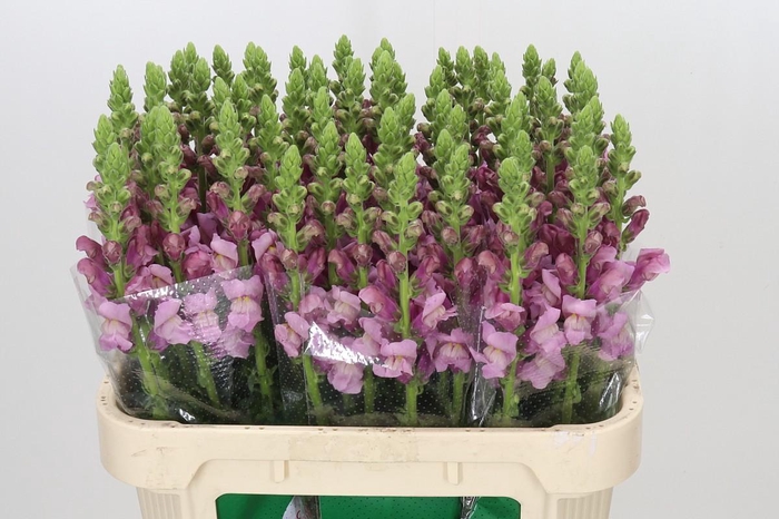 Antirrhinum Potomac Lavender