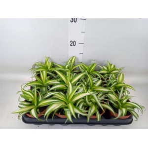 Chlorophytum com. 'Variegatum'