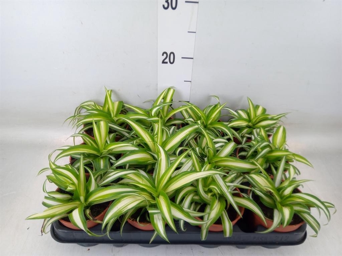 <h4>Chlorophytum com. 'Variegatum'</h4>