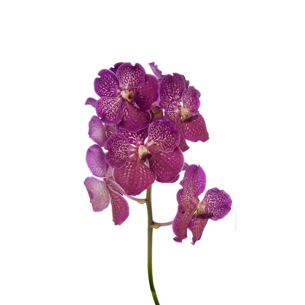 <h4>Vanda Deep Blush X16</h4>