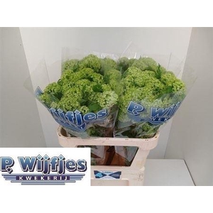 Viburnum Roseum St 4 Bal