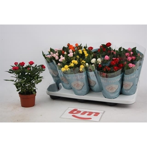 Rosa Beau Monde mixed 10,5Ø 25cm