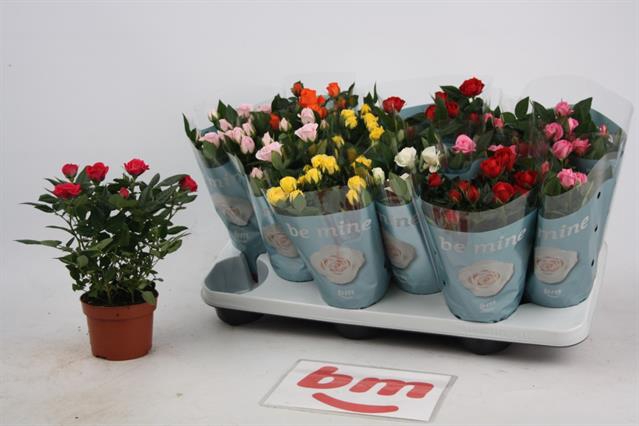 Rosa Beau Monde mixed 10,5Ø 25cm