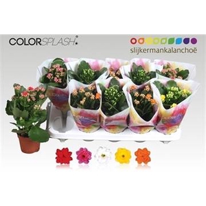 .Kalanchoe blossfeldiana gevuld gemengd 5 kleuren