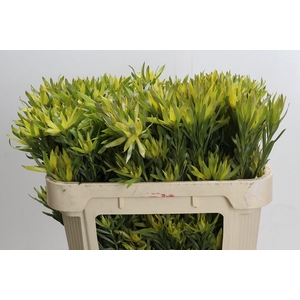 Leucadendron Pisa Spray