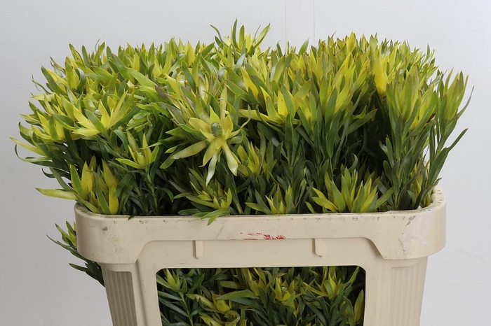 <h4>Leucadendron Pisa Spray</h4>