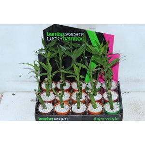 DRACENA LUCKY BAMBOO P06