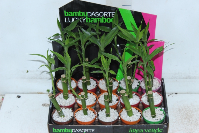 <h4>DRACENA LUCKY BAMBOO P06</h4>