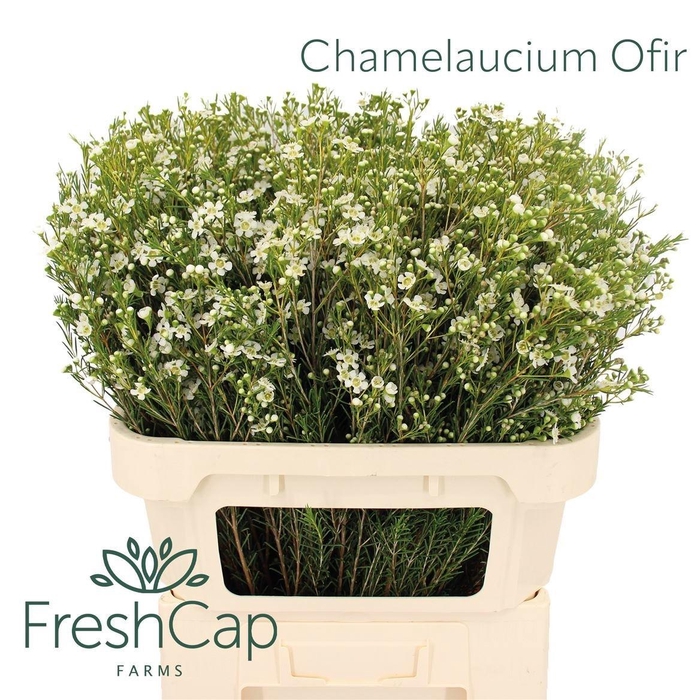 <h4>Chame Un Ofir White Super 80cm</h4>