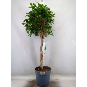 Ficus benja. 'Exotica'
