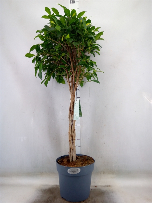 <h4>Ficus benja. 'Exotica'</h4>