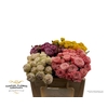 Rosa Spray Dutch Mix Blik