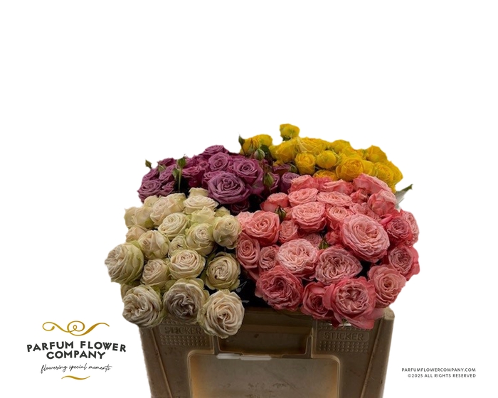 Rosa Spray Dutch Mix Blik