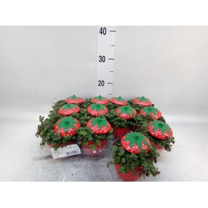 Callisia repens