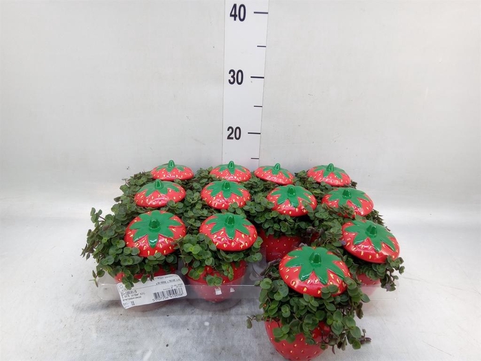 <h4>Callisia repens</h4>