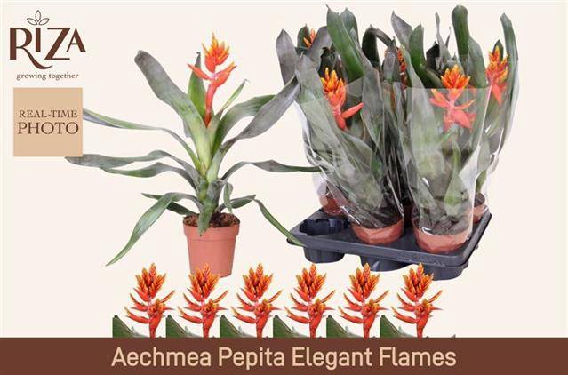 <h4>Aechmea Pepita Elegant Flames</h4>