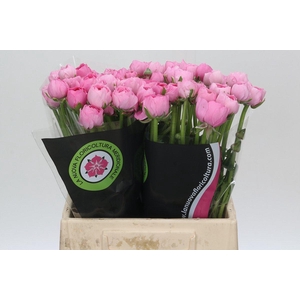 Ranunculus Charm Pink