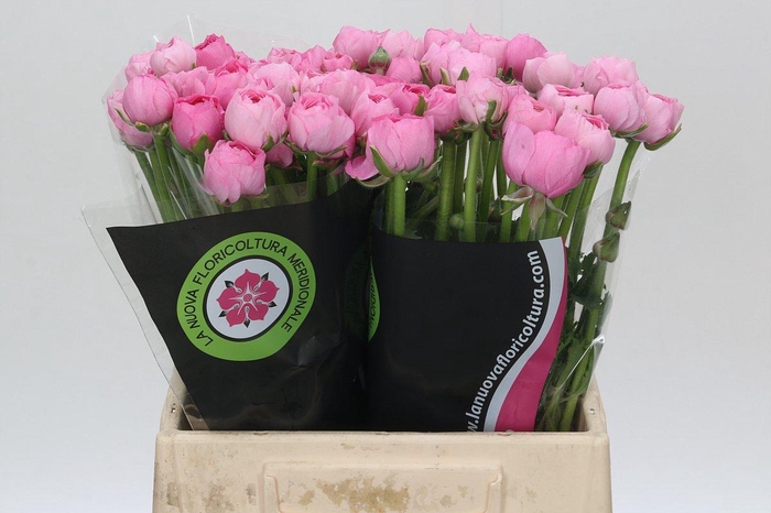 <h4>Ranunculus Charm Pink</h4>