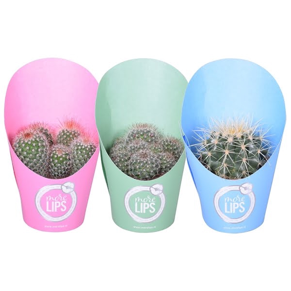 <h4>MoreLIPS® Bolcactus op rij 10,5 cm in potcover vanaf 4 lagen</h4>