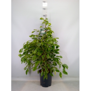 Ficus benja. 'Golden King'