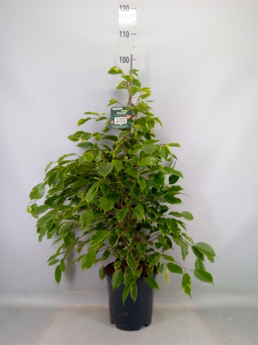 <h4>Ficus benja. 'Golden King'</h4>