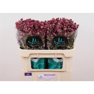 Astrantia Star Of Desire