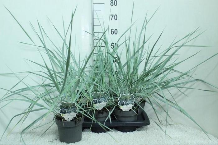 <h4>Leymus arenarius (Zandhaver) Blue Dune</h4>