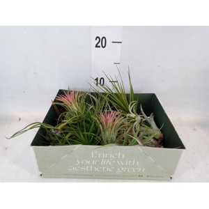 Tillandsia