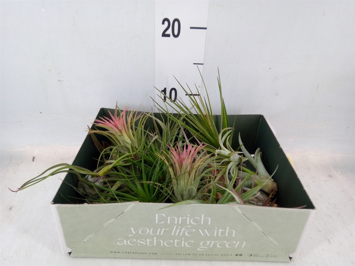 <h4>Tillandsia</h4>