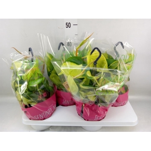 Philodendron scand. 'Brasil'