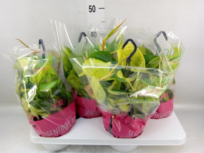 <h4>Philodendron scand. 'Brasil'</h4>