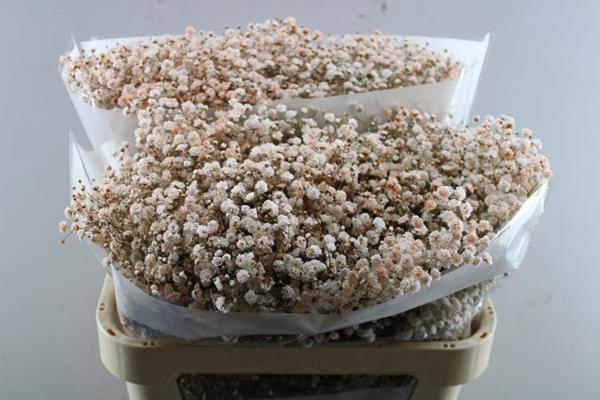 <h4>Gyps Klb 21% Zalm</h4>