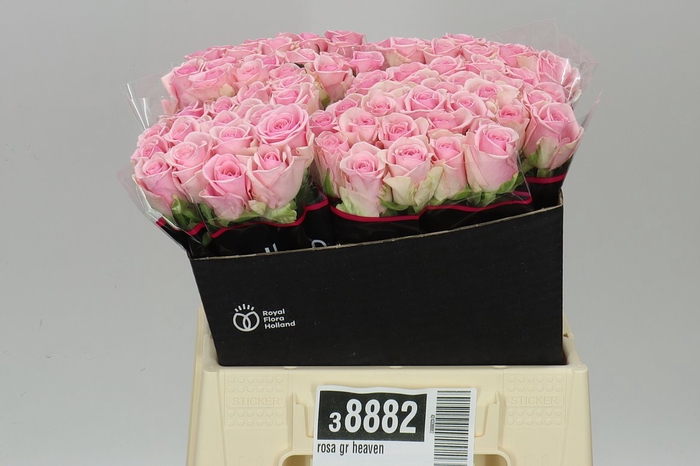 <h4>Rosa Gr Heaven</h4>