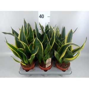 Sansevieria trifa. 'Futura Superba'