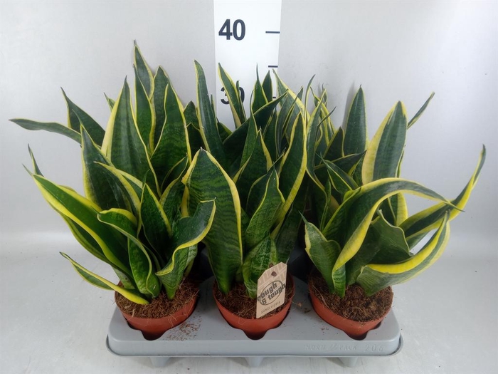 <h4>Sansevieria trifa. 'Futura Superba'</h4>