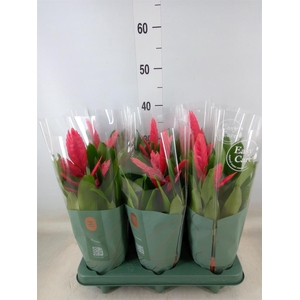 Vriesea  'Intenso Pink'