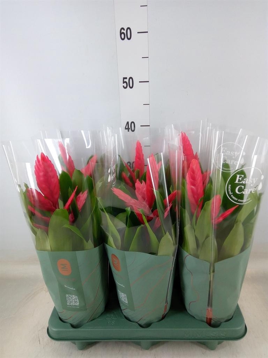 <h4>Vriesea  'Intenso Pink'</h4>